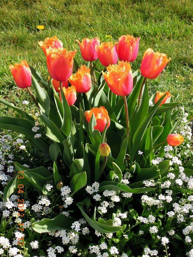 ภาพดอกไม้สวยๆ HD-3D-Wallpapers-Backgrounds (Flower)ภาพพื้นหลัง พักหน้าจอ No.18