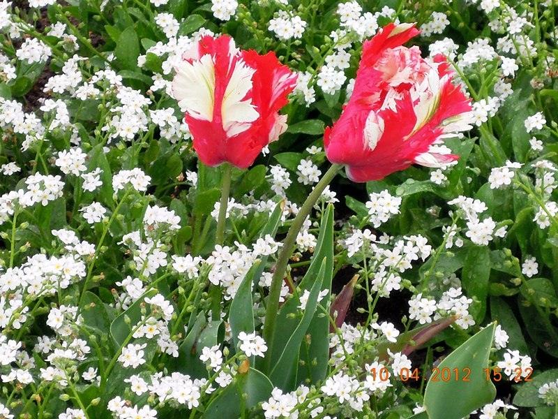 ภาพดอกไม้สวยๆ HD-3D-Wallpapers-Backgrounds (Flower)ภาพพื้นหลัง พักหน้าจอ No.18