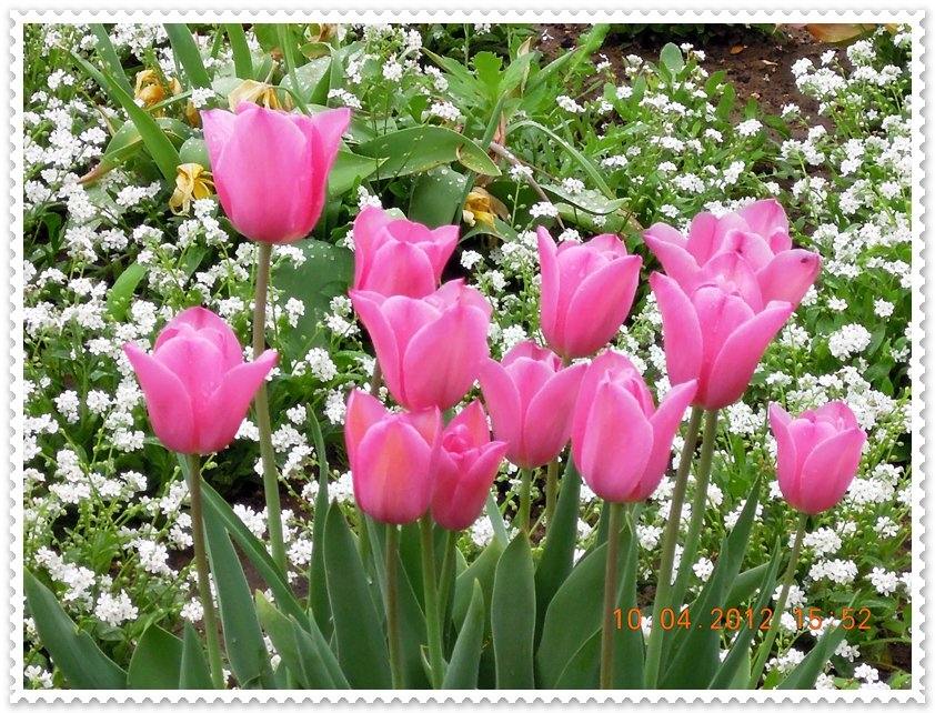 ภาพดอกไม้สวยๆ HD-3D-Wallpapers-Backgrounds (Flower)ภาพพื้นหลัง พักหน้าจอ No.18