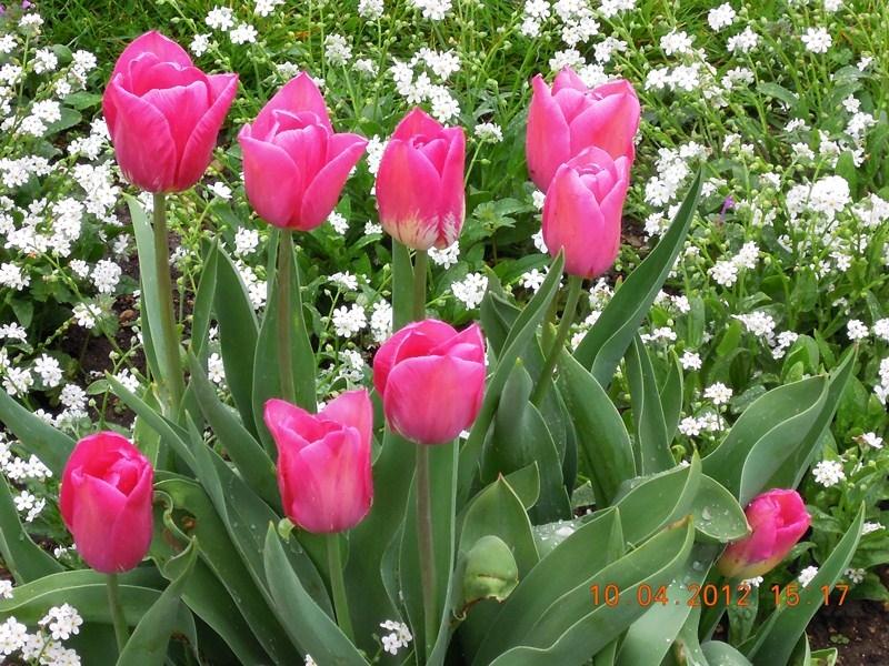 ภาพดอกไม้สวยๆ HD-3D-Wallpapers-Backgrounds (Flower)ภาพพื้นหลัง พักหน้าจอ No.18