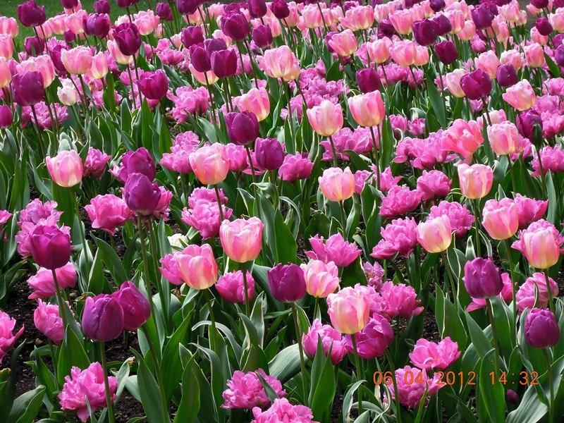 ภาพดอกไม้สวยๆ HD-3D-Wallpapers-Backgrounds (Flower)ภาพพื้นหลัง พักหน้าจอ No.18