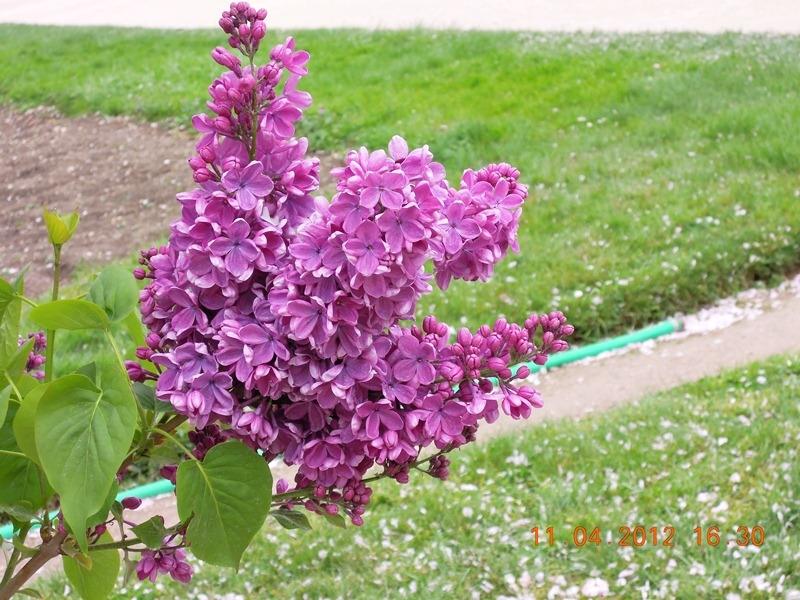 ภาพดอกไม้สวยๆ HD-3D-Wallpapers-Backgrounds (Flower)ภาพพื้นหลัง พักหน้าจอ No.18