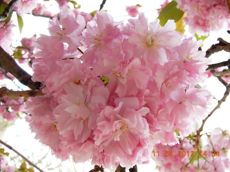 ภาพดอกไม้สวยๆ HD-3D-Wallpapers-Backgrounds (Flower)ภาพพื้นหลัง พักหน้าจอ No.18
