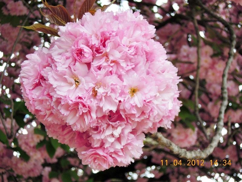 ภาพดอกไม้สวยๆ HD-3D-Wallpapers-Backgrounds (Flower)ภาพพื้นหลัง พักหน้าจอ No.18