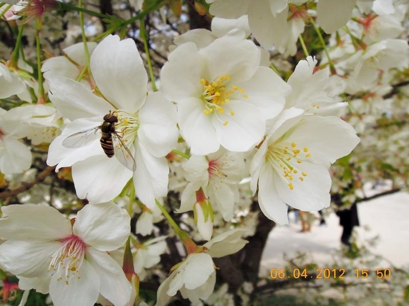 ภาพดอกไม้สวยๆ HD-3D-Wallpapers-Backgrounds (Flower)ภาพพื้นหลัง พักหน้าจอ No.18