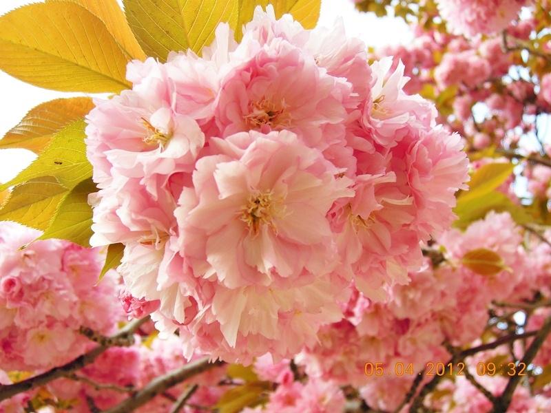 ภาพดอกไม้สวยๆ HD-3D-Wallpapers-Backgrounds (Flower)ภาพพื้นหลัง พักหน้าจอ No.18