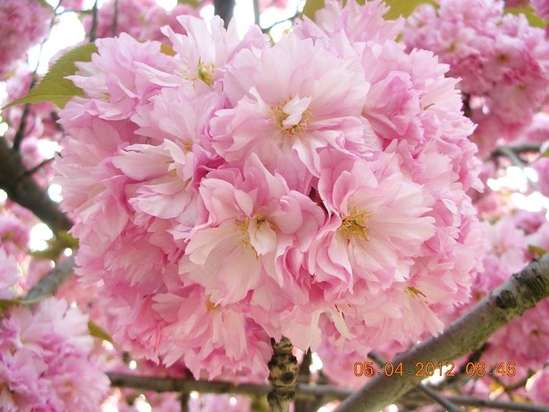 ภาพดอกไม้สวยๆ HD-3D-Wallpapers-Backgrounds (Flower)ภาพพื้นหลัง พักหน้าจอ No.18