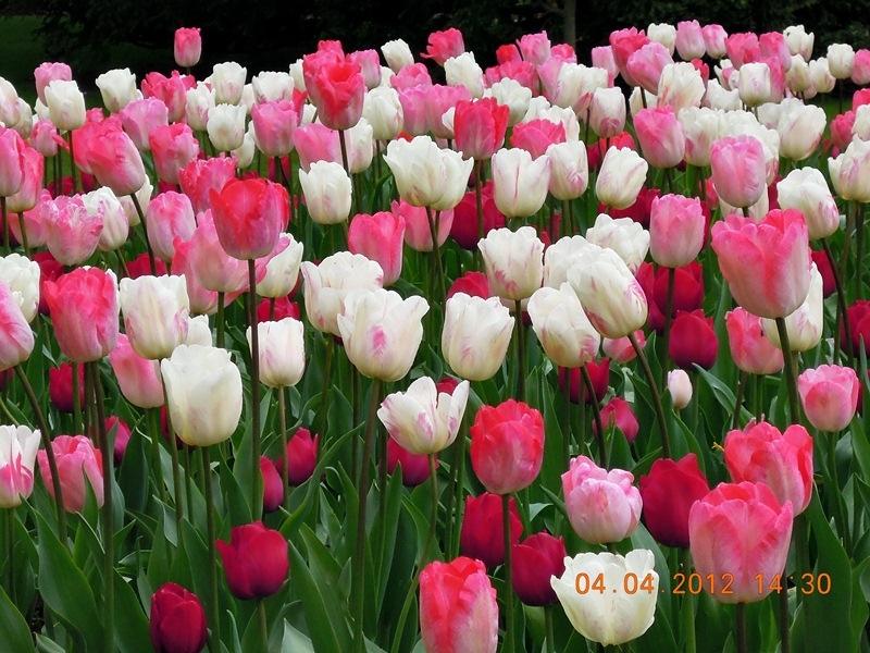 ภาพดอกไม้สวยๆ HD-3D-Wallpapers-Backgrounds (Flower)ภาพพื้นหลัง พักหน้าจอ No.18