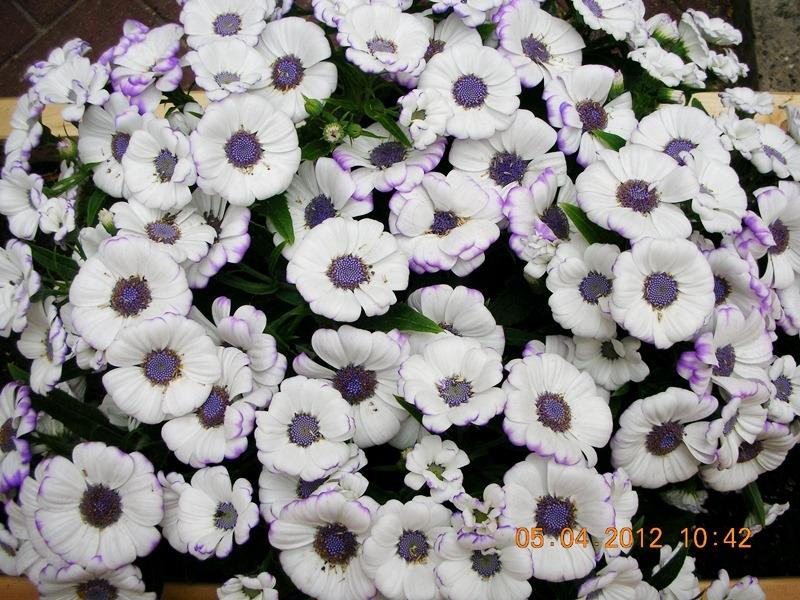 ภาพดอกไม้สวยๆ HD-3D-Wallpapers-Backgrounds (Flower)ภาพพื้นหลัง พักหน้าจอ No.18