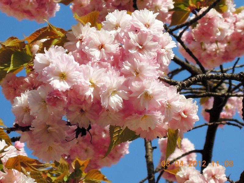 ภาพดอกไม้สวยๆ HD-3D-Wallpapers-Backgrounds (Flower)ภาพพื้นหลัง พักหน้าจอ No.18