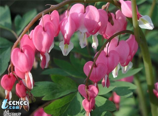 ภาพดอกไม้สวยๆ HD-3D-Wallpapers-Backgrounds (Flower)ภาพพื้นหลัง พักหน้าจอ No.19