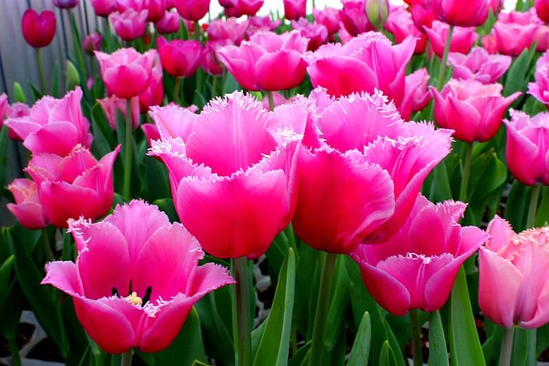 ภาพดอกไม้สวยๆ HD-3D-Wallpapers-Backgrounds (Flower)ภาพพื้นหลัง พักหน้าจอ No.19