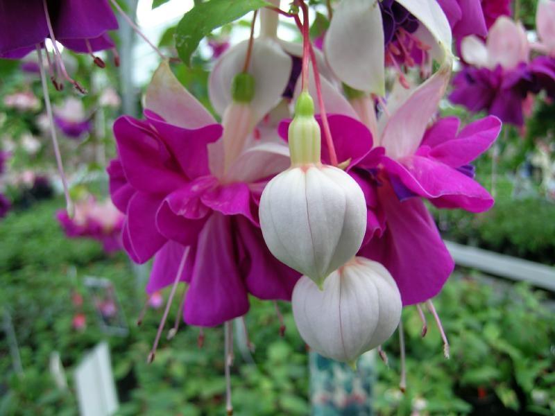ภาพดอกไม้สวยๆ HD-3D-Wallpapers-Backgrounds (Flower)ภาพพื้นหลัง พักหน้าจอ No.19
