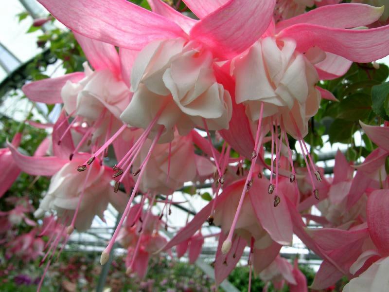 ภาพดอกไม้สวยๆ HD-3D-Wallpapers-Backgrounds (Flower)ภาพพื้นหลัง พักหน้าจอ No.19