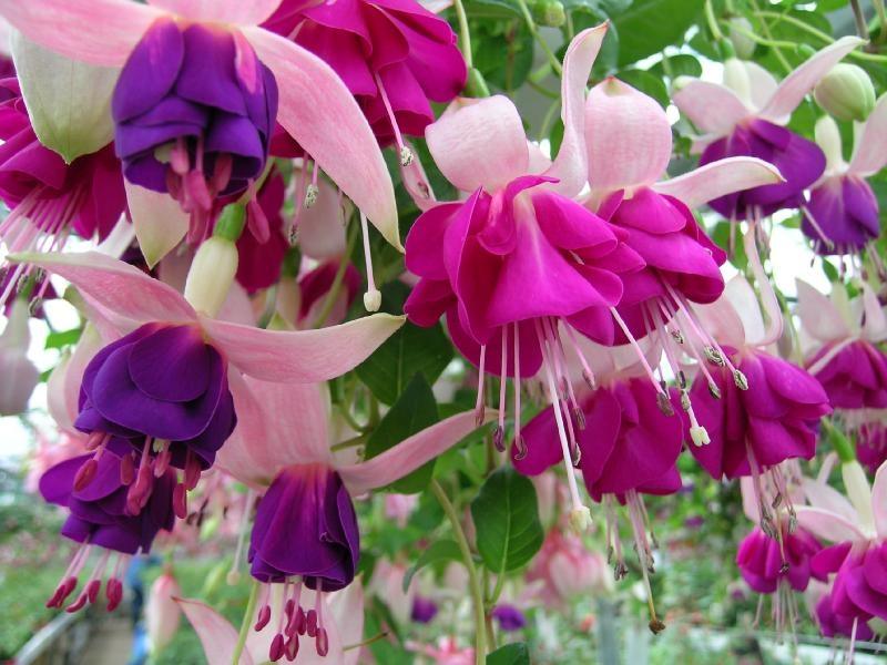ภาพดอกไม้สวยๆ HD-3D-Wallpapers-Backgrounds (Flower)ภาพพื้นหลัง พักหน้าจอ No.19