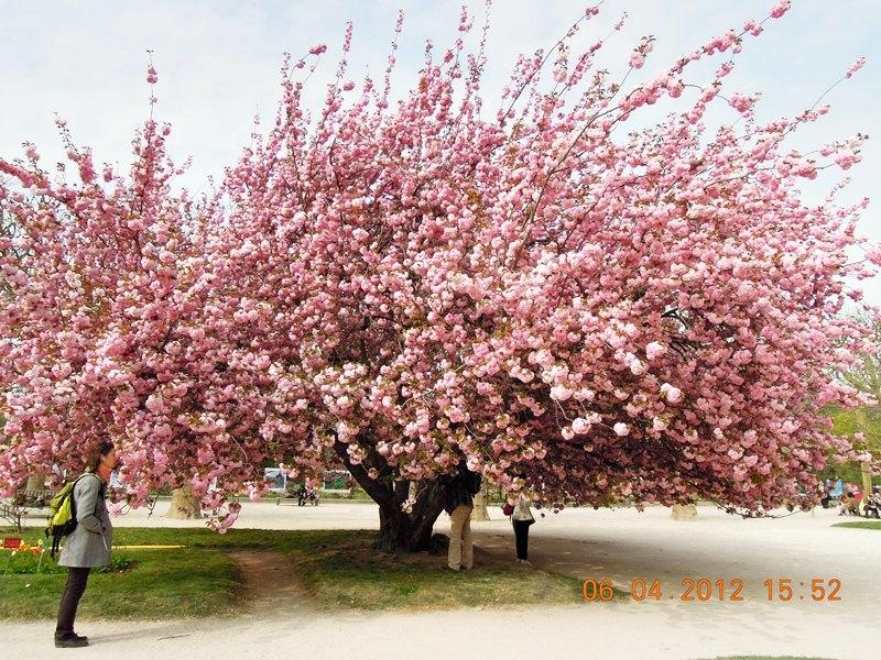 ภาพดอกไม้สวยๆ HD-3D-Wallpapers-Backgrounds (Flower)ภาพพื้นหลัง พักหน้าจอ No.19