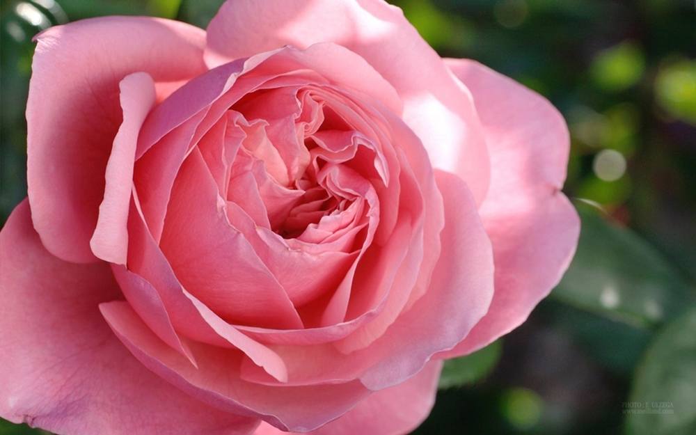 ภาพดอกไม้สวยๆ HD-3D-Wallpapers-Backgrounds (Flower)ภาพพื้นหลัง พักหน้าจอ No.19