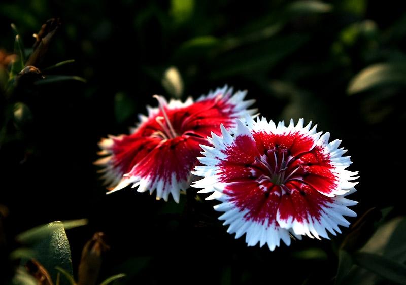 ภาพดอกไม้สวยๆ HD-3D-Wallpapers-Backgrounds (Flower)ภาพพื้นหลัง พักหน้าจอ No.19