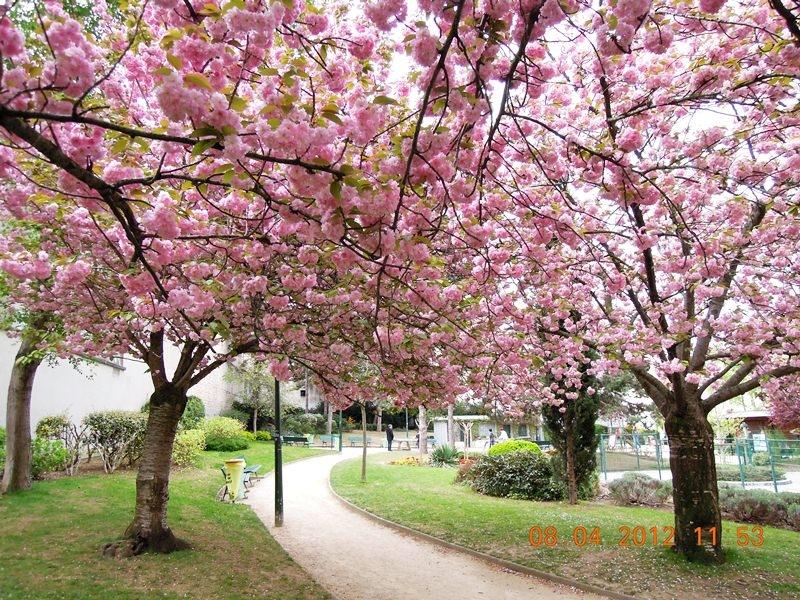 ภาพดอกไม้สวยๆ HD-3D-Wallpapers-Backgrounds (Flower)ภาพพื้นหลัง พักหน้าจอ No.19