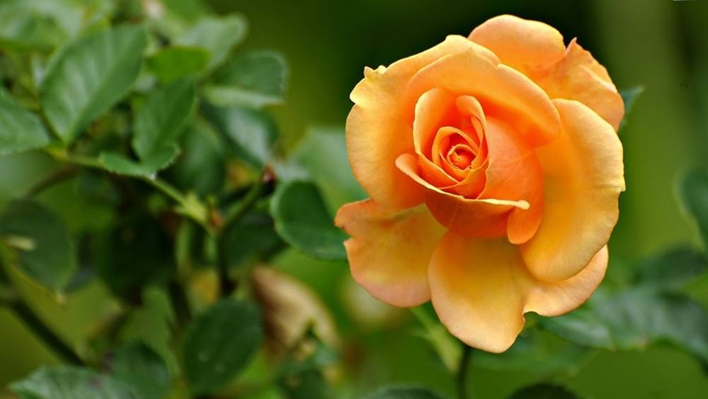 ภาพดอกไม้สวยๆ HD-3D-Wallpapers-Backgrounds (Flower)ภาพพื้นหลัง พักหน้าจอ No.19