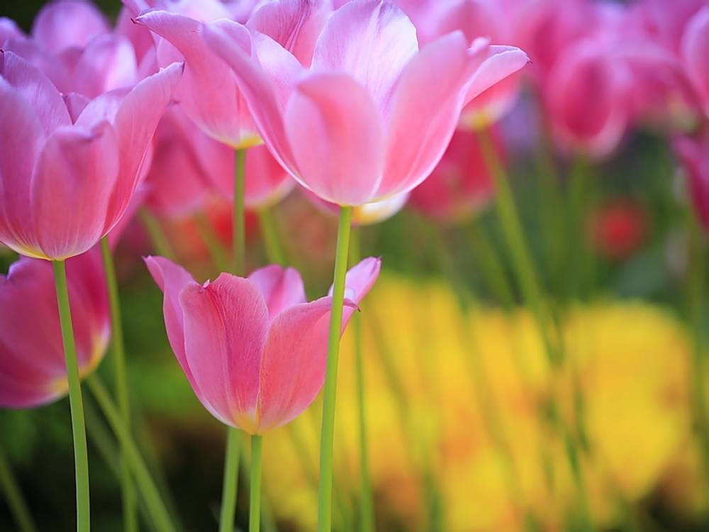 ภาพดอกไม้สวยๆ HD-3D-Wallpapers-Backgrounds (Flower)ภาพพื้นหลัง พักหน้าจอ No.19