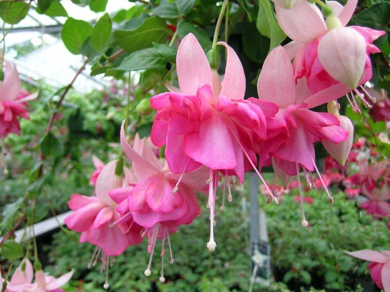 ภาพดอกไม้สวยๆ HD-3D-Wallpapers-Backgrounds (Flower)ภาพพื้นหลัง พักหน้าจอ No.19