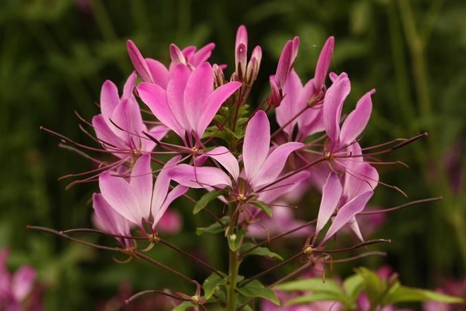 ภาพดอกไม้สวยๆ HD-3D-Wallpapers-Backgrounds (Flower)ภาพพื้นหลัง พักหน้าจอ No.19