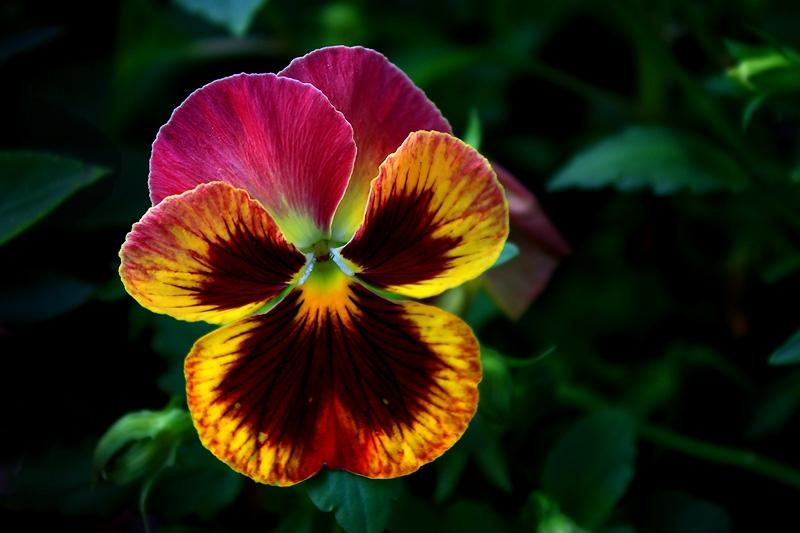 ภาพดอกไม้สวยๆ HD-3D-Wallpapers-Backgrounds (Flower)ภาพพื้นหลัง พักหน้าจอ No.19