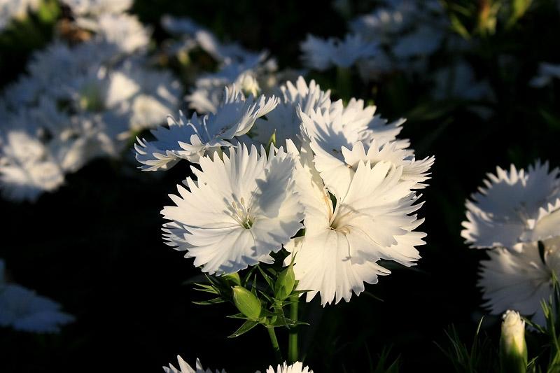 ภาพดอกไม้สวยๆ HD-3D-Wallpapers-Backgrounds (Flower)ภาพพื้นหลัง พักหน้าจอ No.19