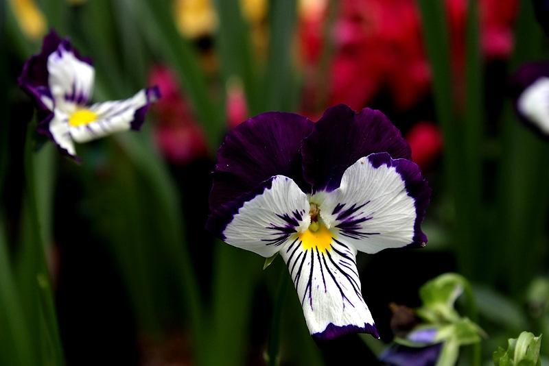 ภาพดอกไม้สวยๆ HD-3D-Wallpapers-Backgrounds (Flower)ภาพพื้นหลัง พักหน้าจอ No.19
