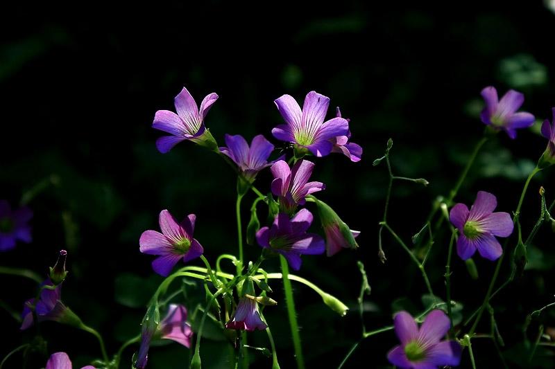 ภาพดอกไม้สวยๆ HD-3D-Wallpapers-Backgrounds (Flower)ภาพพื้นหลัง พักหน้าจอ No.19