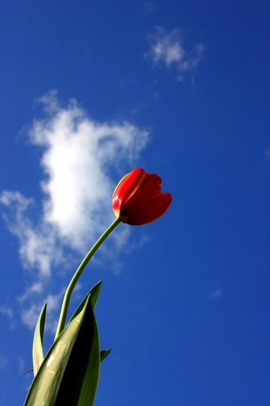 ภาพดอกไม้สวยๆ HD-3D-Wallpapers-Backgrounds (Flower)ภาพพื้นหลัง พักหน้าจอ No.19