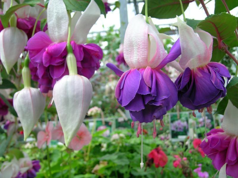 ภาพดอกไม้สวยๆ HD-3D-Wallpapers-Backgrounds (Flower)ภาพพื้นหลัง พักหน้าจอ No.20