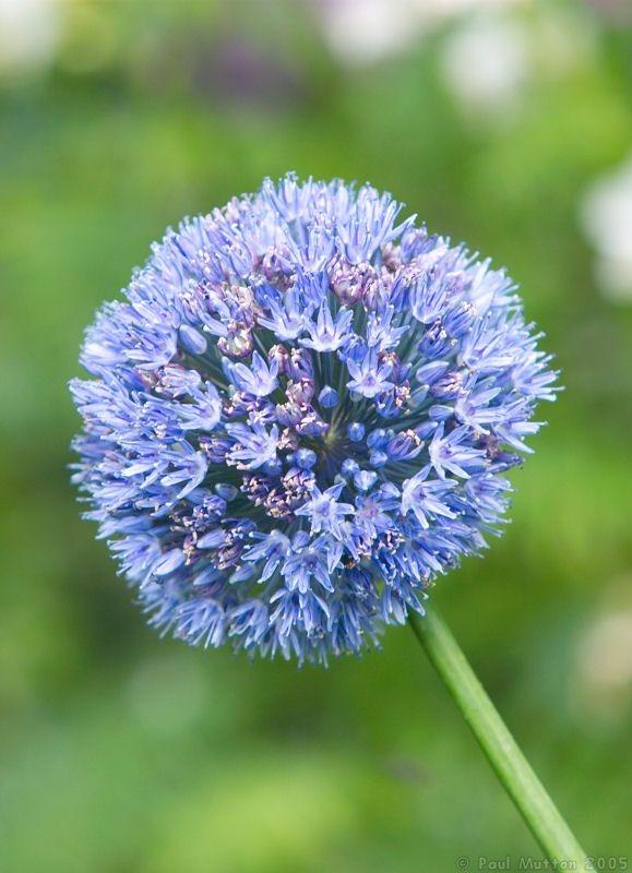 ภาพดอกไม้สวยๆ HD-3D-Wallpapers-Backgrounds (Flower)ภาพพื้นหลัง พักหน้าจอ No.20