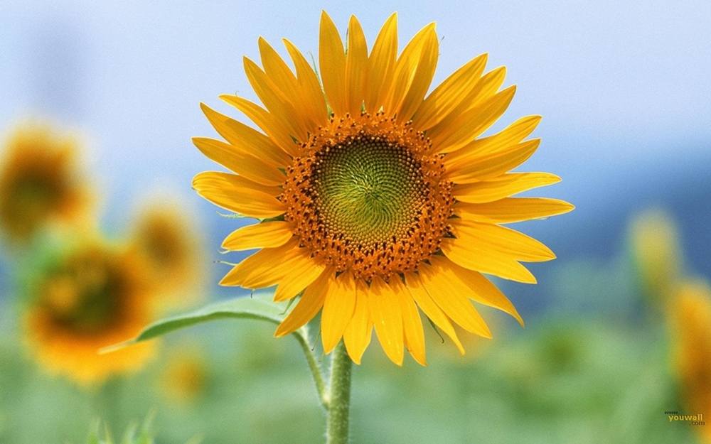 ภาพดอกไม้สวยๆ HD-3D-Wallpapers-Backgrounds (Flower)ภาพพื้นหลัง พักหน้าจอ No.20