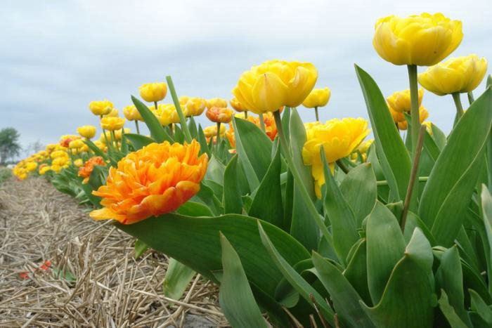 ภาพดอกไม้สวยๆ HD-3D-Wallpapers-Backgrounds (Flower)ภาพพื้นหลัง พักหน้าจอ No.20