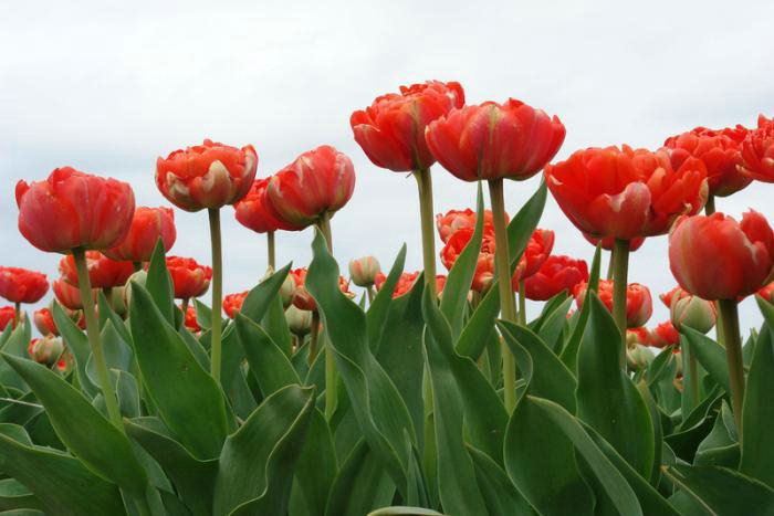 ภาพดอกไม้สวยๆ HD-3D-Wallpapers-Backgrounds (Flower)ภาพพื้นหลัง พักหน้าจอ No.20