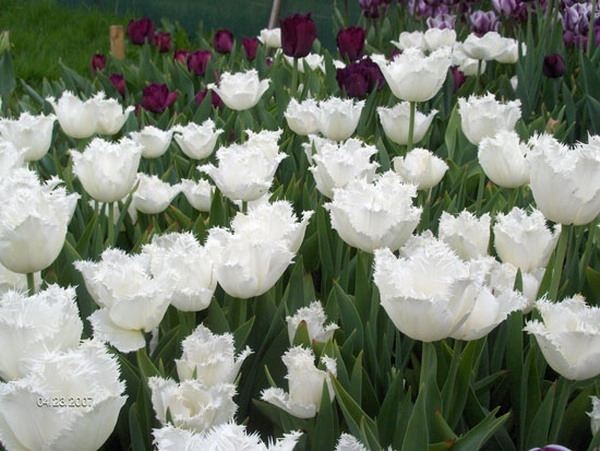 ภาพดอกไม้สวยๆ HD-3D-Wallpapers-Backgrounds (Flower)ภาพพื้นหลัง พักหน้าจอ No.20