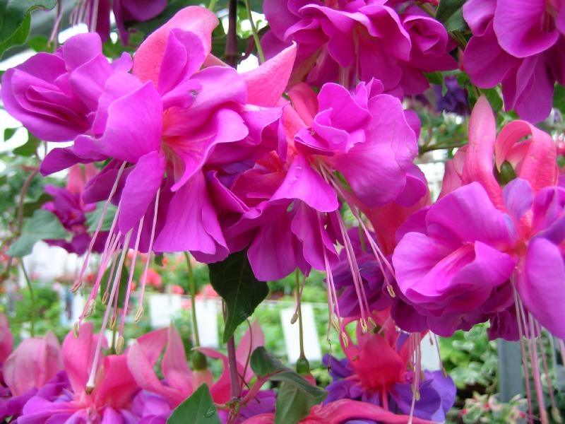ภาพดอกไม้สวยๆ HD-3D-Wallpapers-Backgrounds (Flower)ภาพพื้นหลัง พักหน้าจอ No.20