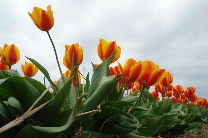 ภาพดอกไม้สวยๆ HD-3D-Wallpapers-Backgrounds (Flower)ภาพพื้นหลัง พักหน้าจอ No.20