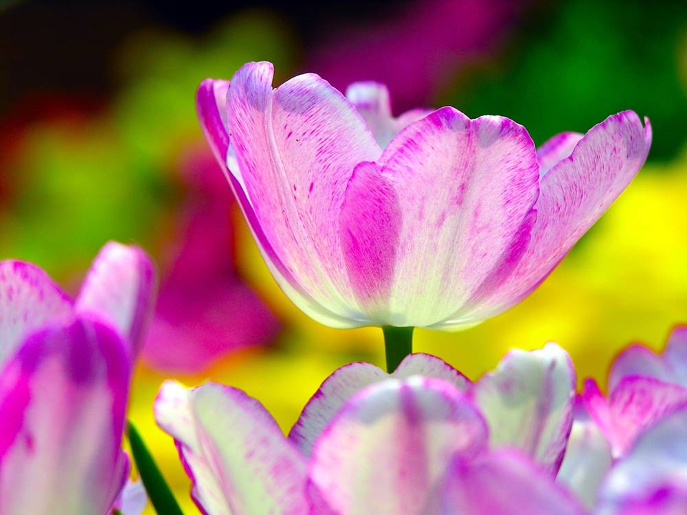 ภาพดอกไม้สวยๆ HD-3D-Wallpapers-Backgrounds (Flower)ภาพพื้นหลัง พักหน้าจอ No.20