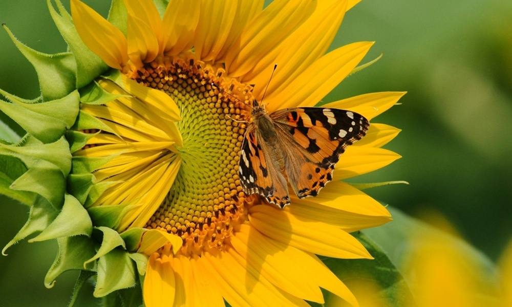 ภาพดอกไม้สวยๆ HD-3D-Wallpapers-Backgrounds (Flower)ภาพพื้นหลัง พักหน้าจอ No.20