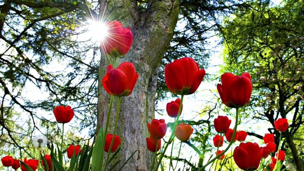 ภาพดอกไม้สวยๆ HD-3D-Wallpapers-Backgrounds (Flower)ภาพพื้นหลัง พักหน้าจอ No.20