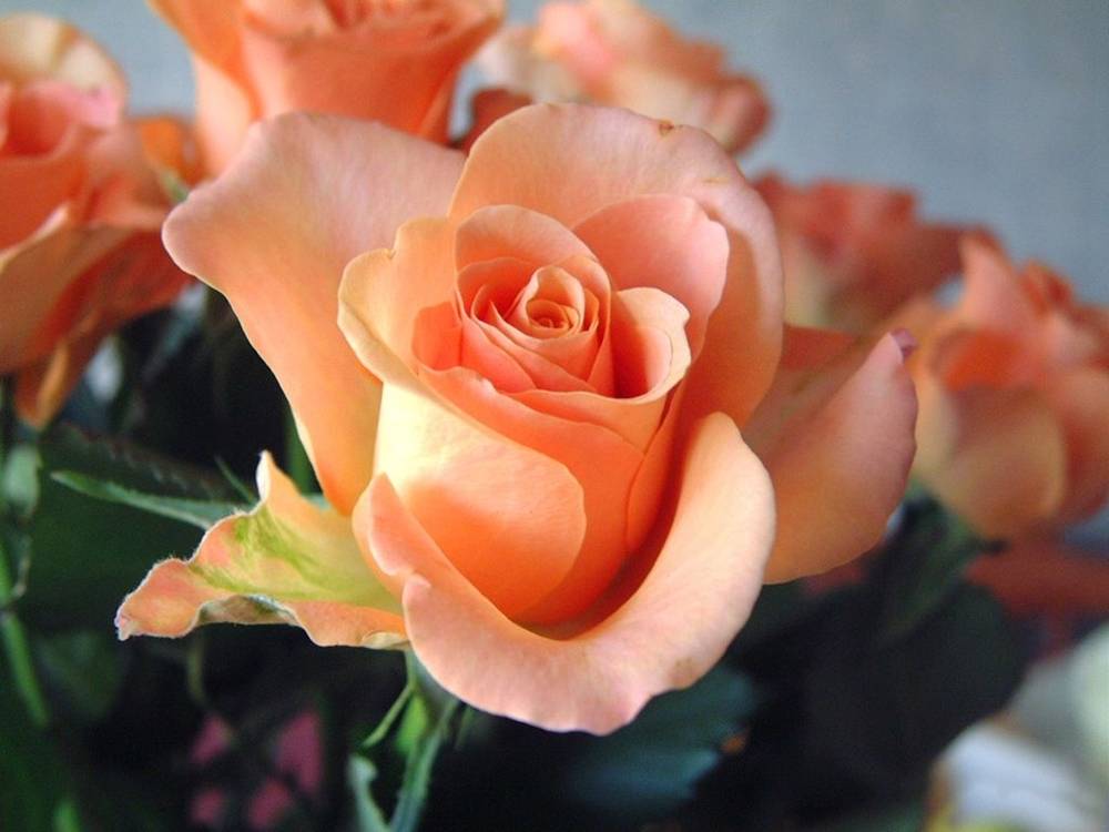 ภาพดอกไม้สวยๆ HD-3D-Wallpapers-Backgrounds (Flower)ภาพพื้นหลัง พักหน้าจอ No.20