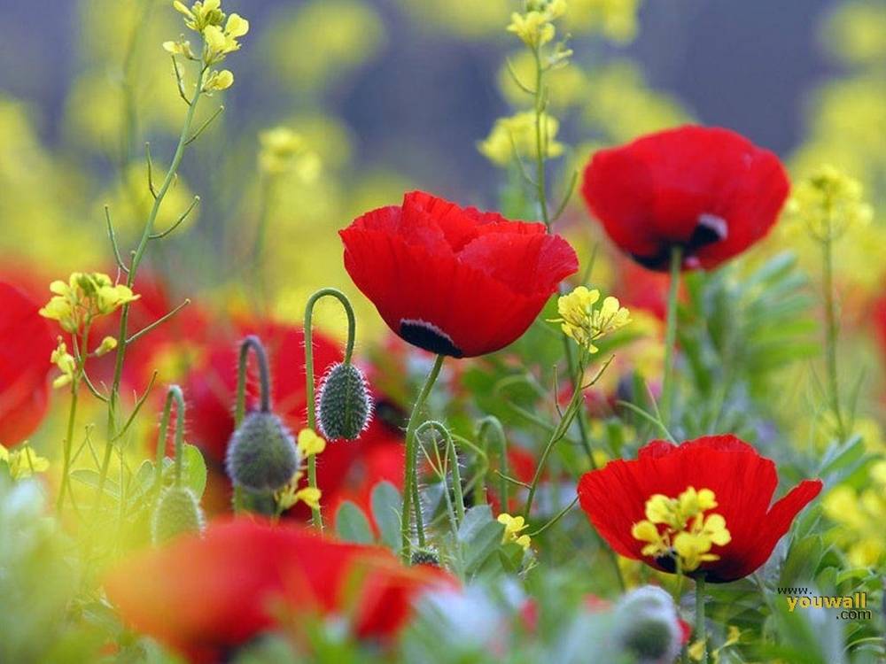 ภาพดอกไม้สวยๆ HD-3D-Wallpapers-Backgrounds (Flower)ภาพพื้นหลัง พักหน้าจอ No.20