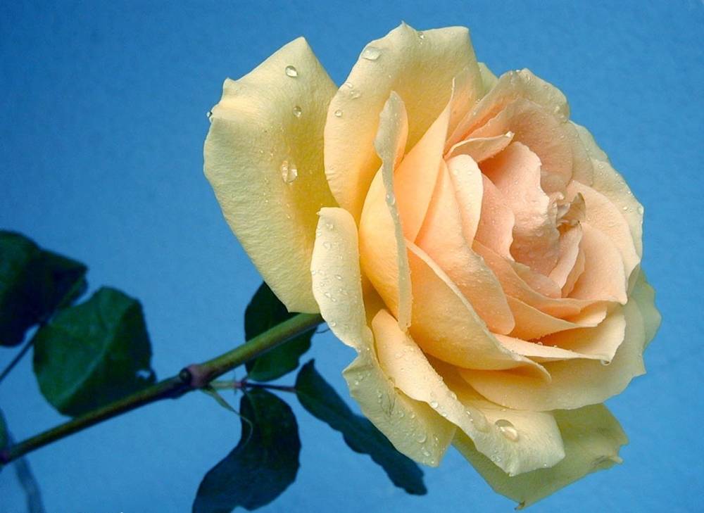 ภาพดอกไม้สวยๆ HD-3D-Wallpapers-Backgrounds (Flower)ภาพพื้นหลัง พักหน้าจอ No.20