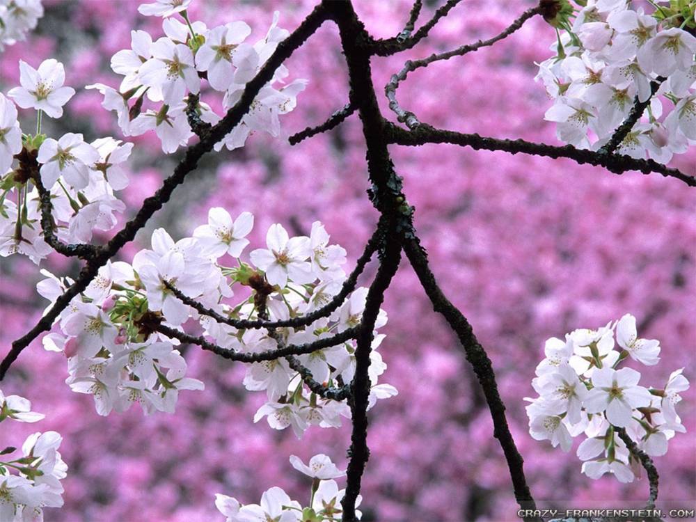 ภาพดอกไม้สวยๆ HD-3D-Wallpapers-Backgrounds (Flower)ภาพพื้นหลัง พักหน้าจอ No.20