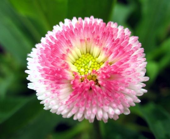 ภาพดอกไม้สวยๆ HD-3D-Wallpapers-Backgrounds (Flower)ภาพพื้นหลัง พักหน้าจอ No.20