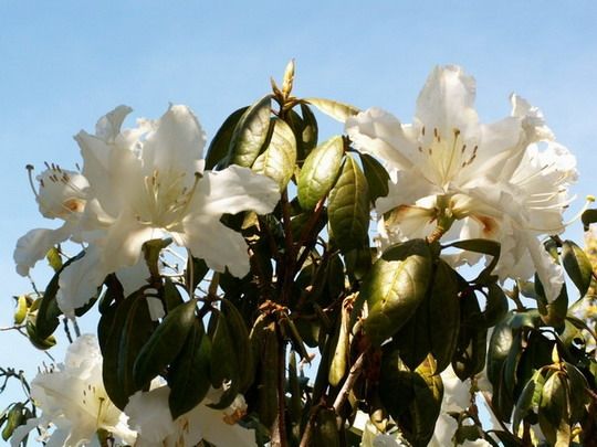 ภาพดอกไม้สวยๆ HD-3D-Wallpapers-Backgrounds (Flower)ภาพพื้นหลัง พักหน้าจอ No.21
