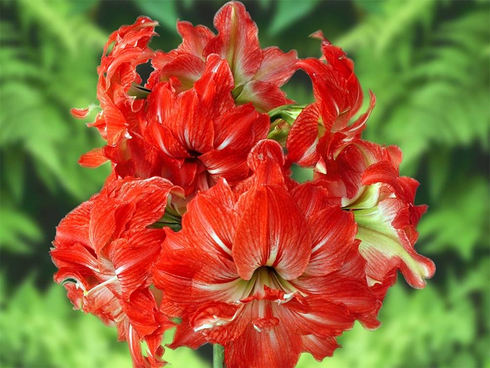 ภาพดอกไม้สวยๆ HD-3D-Wallpapers-Backgrounds (Flower)ภาพพื้นหลัง พักหน้าจอ No.21